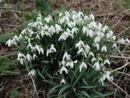 galanthus nivalis - Flora Vadu-Crisului