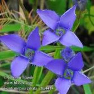 gentiana ciliata - Flora Vadu-Crisului