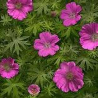 geranium sanguineum