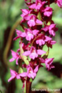 gymnadenia_odoratissima - Flora Vadu-Crisului
