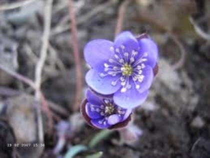 hepatica transilvanica