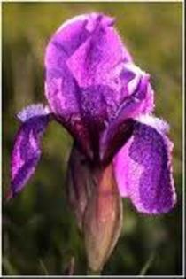 iris hungarica - Flora Vadu-Crisului
