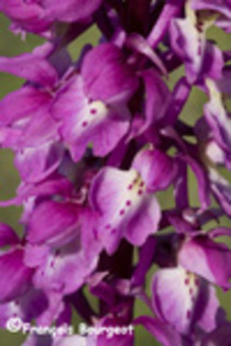 orchis mascula - Flora Vadu-Crisului