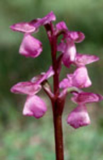 orchis_morio - Flora Vadu-Crisului