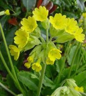 primula veris - Flora Vadu-Crisului