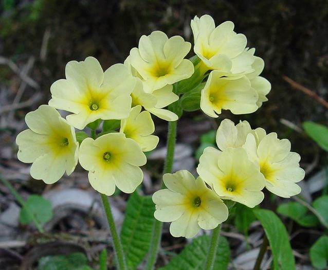 Primula-elatior-1 - Flora Vadu-Crisului