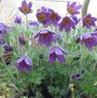pulsatilla montana - Flora Vadu-Crisului