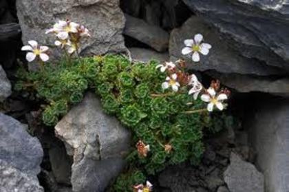 saxifraga aizoon - Flora Vadu-Crisului