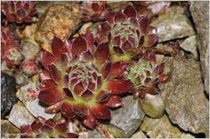 sempervivum schlehani - Flora Vadu-Crisului