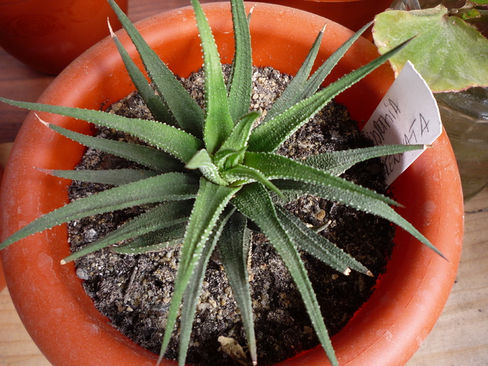 P1060181 - cactusi si suculente