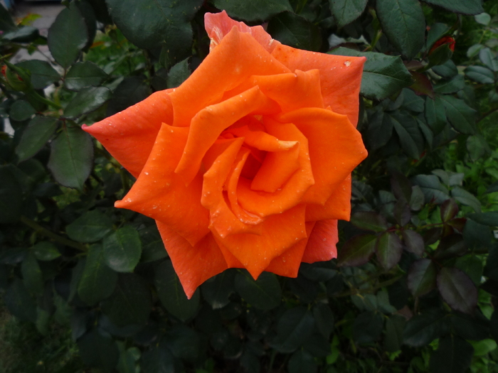 P1060177 - trandafirii in 2010