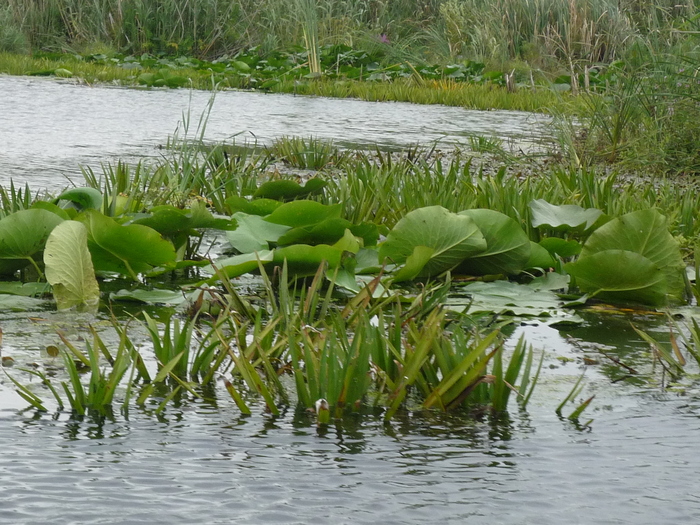 P1060073 - nuferi delta 2010