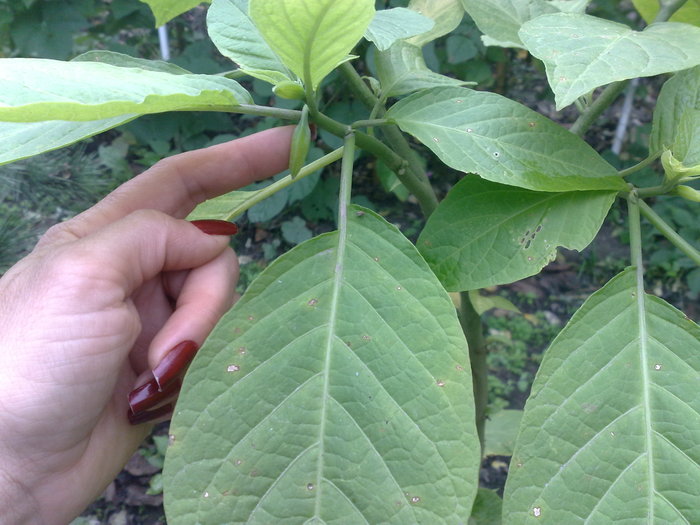 nu apuca sa infloreasca ca a venit frigul - Brugmansia si datura