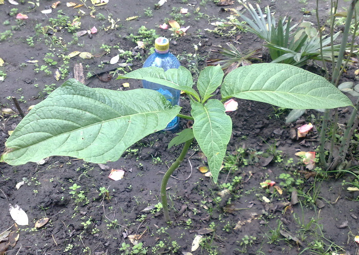 brug - Brugmansia si datura