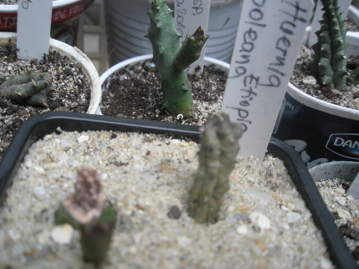 Huernia boleana Etiopia - SB - nou venite 2010