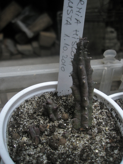 Huernia hislopii v. robusta - Ung - nou venite 2010