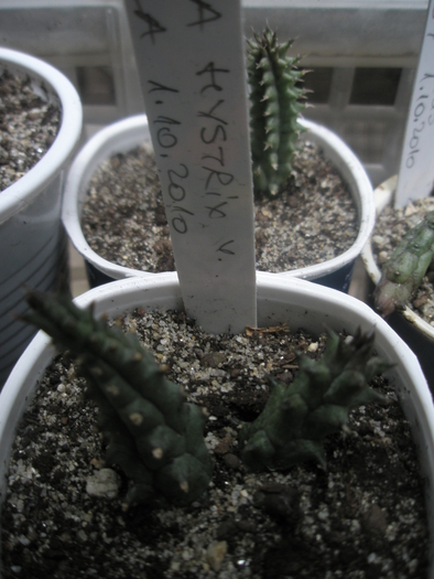 Huernia hystrix v. parvula - Ung - nou venite 2010