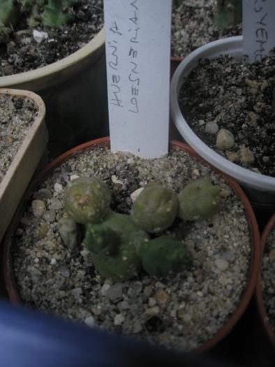 Huernia loesneriana - sole - nou venite 2010