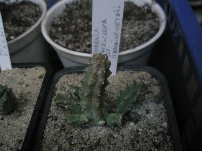 Huernia macrocarpa ssp. schweinfurthii - sole - nou venite 2010