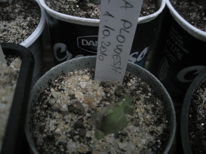 Huernia plowesii - Ung