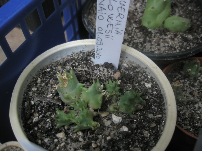 Huernia plowesii - V - nou venite 2010