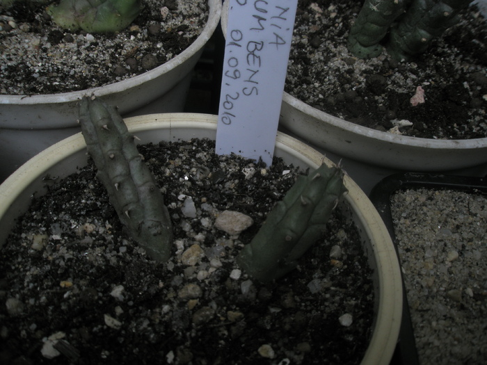 Huernia procumberns - V