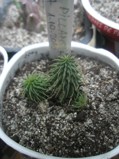 Huernis pillansii - Ung