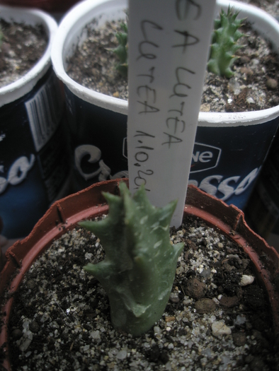 Orbea lutea ssp.lutea - Ung - nou venite 2010