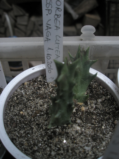 Orbea lutea ssp.vaga - Ung