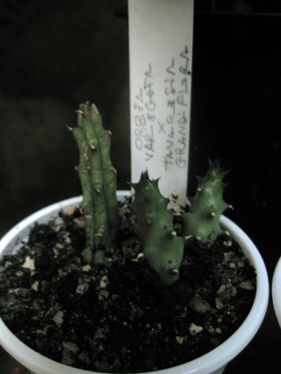 Orbea variegata x Tavaresia grandiflora - sole