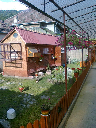 Voliera -vedere generala - Porumbei voiajori