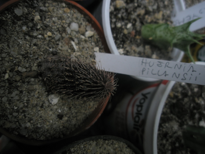 Huernia pillansii (Pectinaria)- sole - nou venite 2010