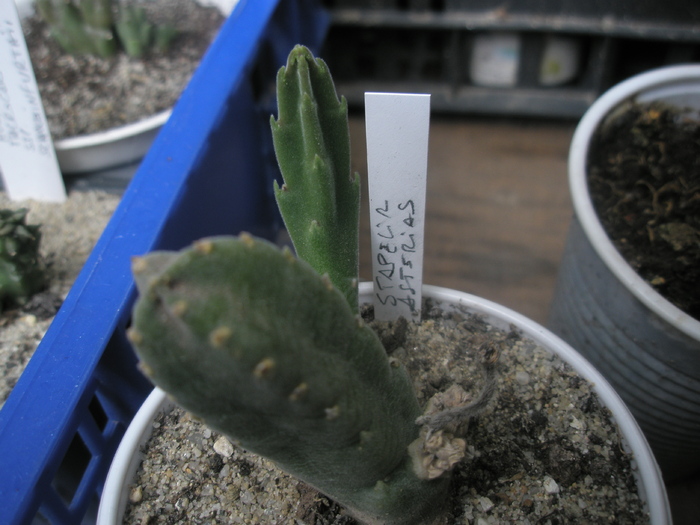 Stapelia asterias - sole