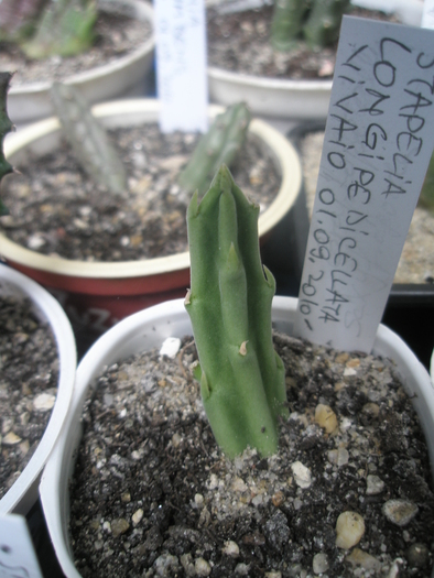 Stapelia longipedicellata - V - nou venite 2010
