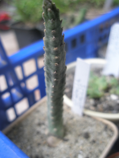 Stapelia similis - sole - nou venite 2010