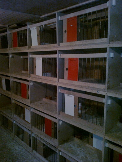 Compartimentul  vaduvilor - Porumbei voiajori