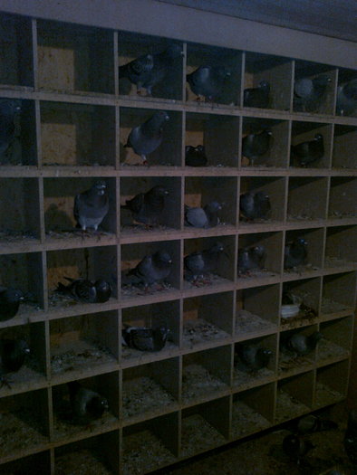 Compartiment tineret - Porumbei voiajori