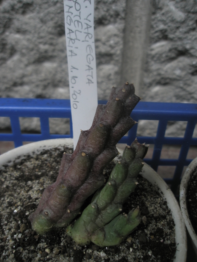 Stapelia variegata Soteli - Ung