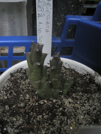 Stapelia variegata Vilagos - Ung