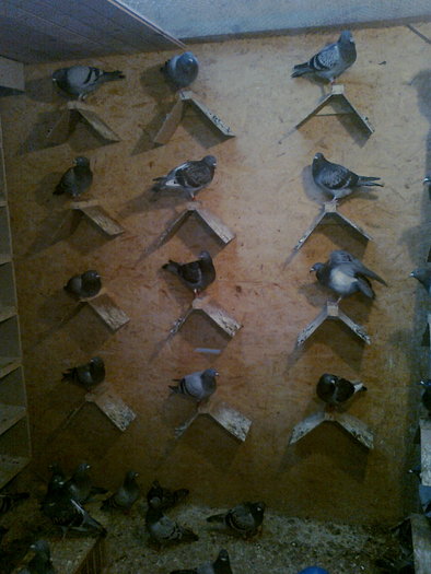 Juniori odihnindu-se - Porumbei voiajori