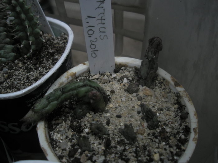 Stapelianthus decary - Ung - nou venite 2010