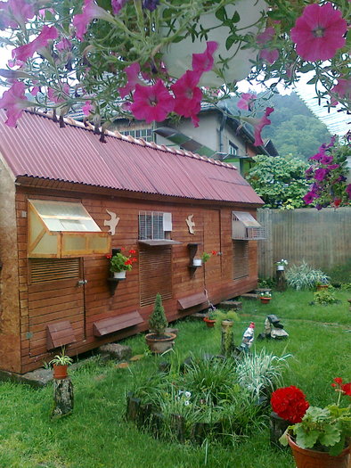 Fatada volierei - Porumbei voiajori