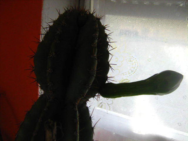Picture 189 - cactusii mei