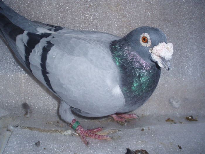 PA029874 - porumbei1