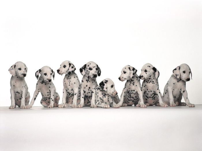 Dalmatian_puppies - haine