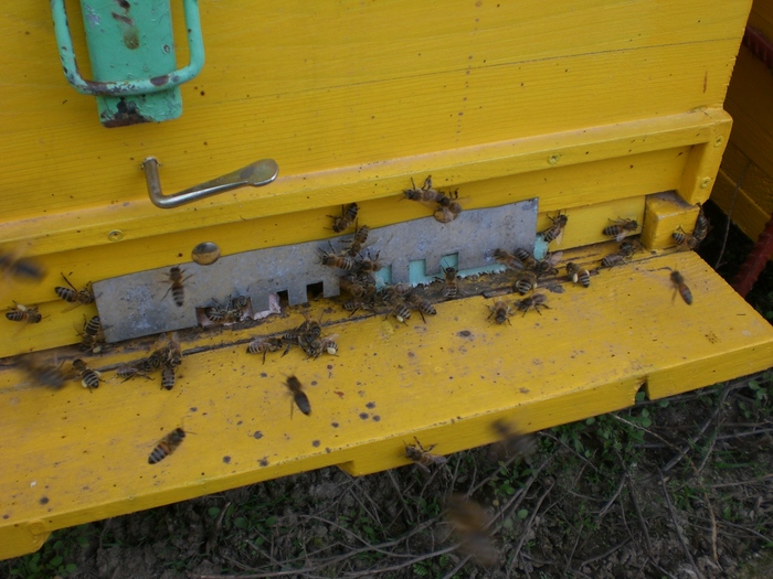 CIMG3484; Vin cu polen
