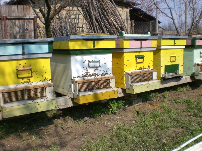 CIMG3707; Stupi in gradina cu colectoare1
