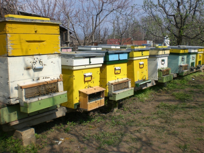 CIMG3709; Stupi in gradina cu colectoare5
