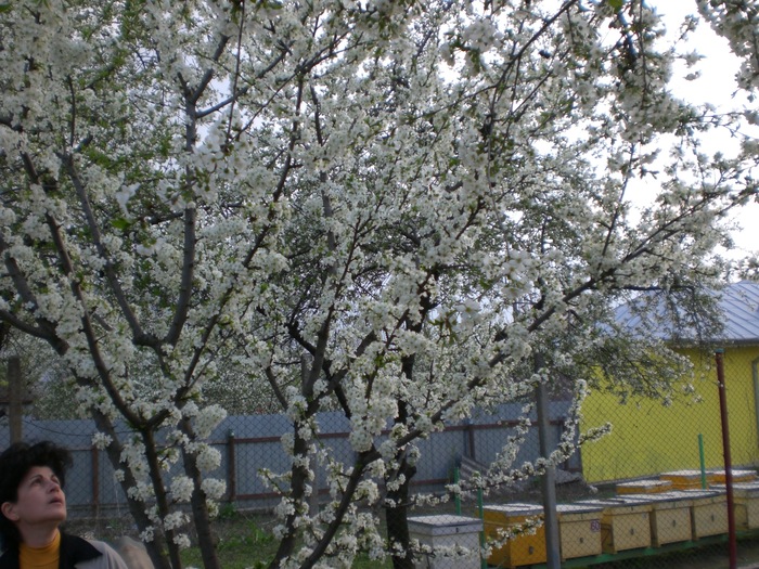 CIMG3715; O frumusete
