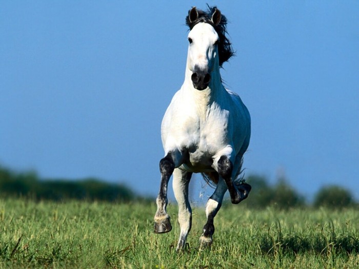 calutul care alearga - animalutele mele1